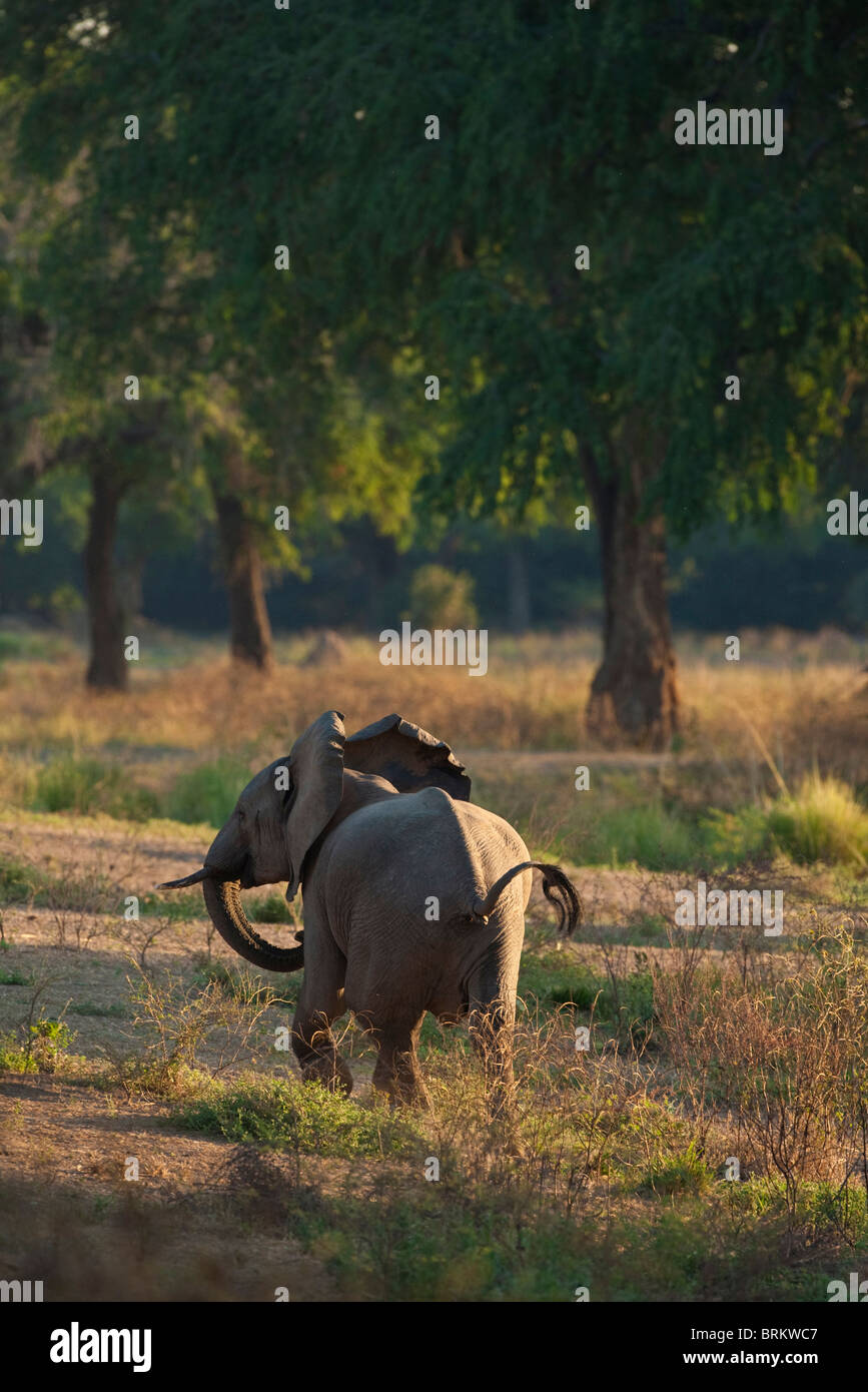 Ein aufgeregter junger Elefant weglaufen Stockfoto