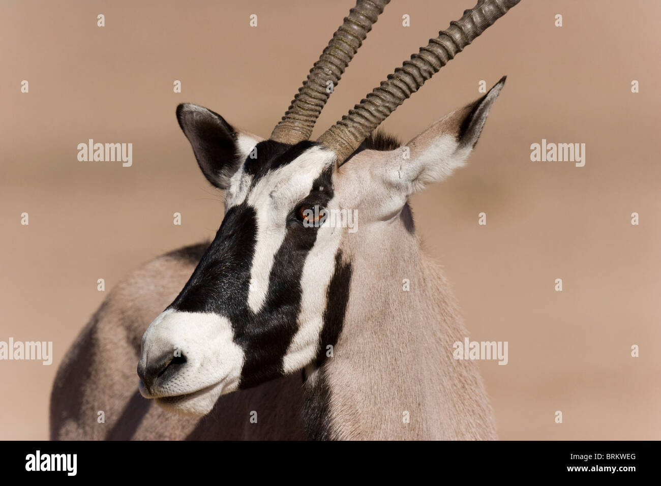 Porträt einer Kalahari gemsbok Stockfoto