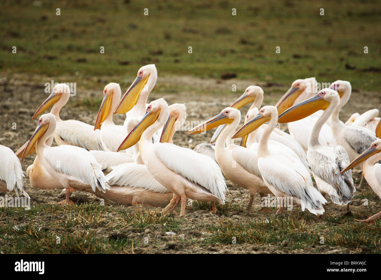 Großen weißen Pelikane Stockfoto