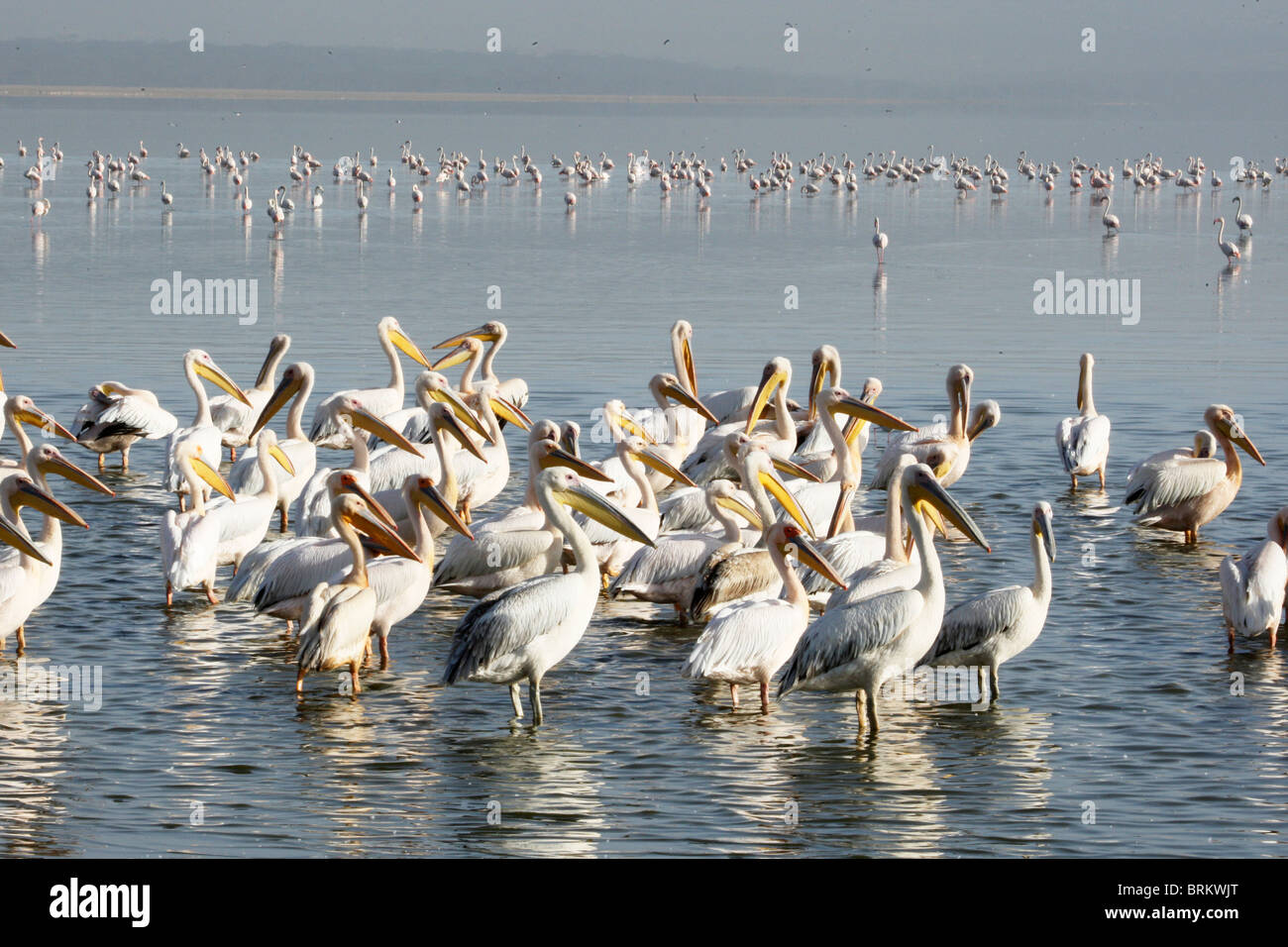 Große weiße Pelikane am Lake Nakuru mit große Herde von Flamingo im Hintergrund Stockfoto