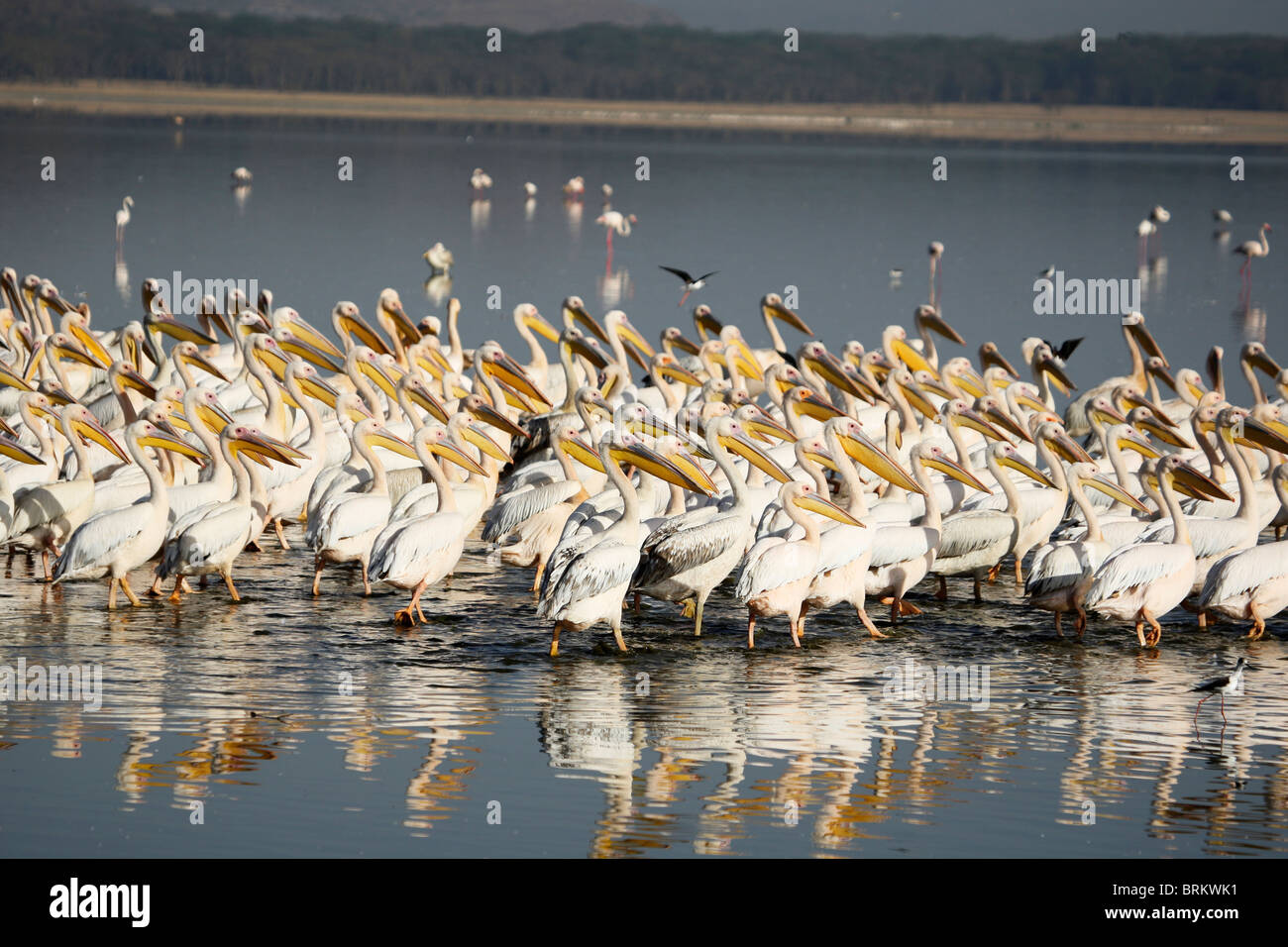 Große weiße Pelikane in Lake Nakuru Stockfoto