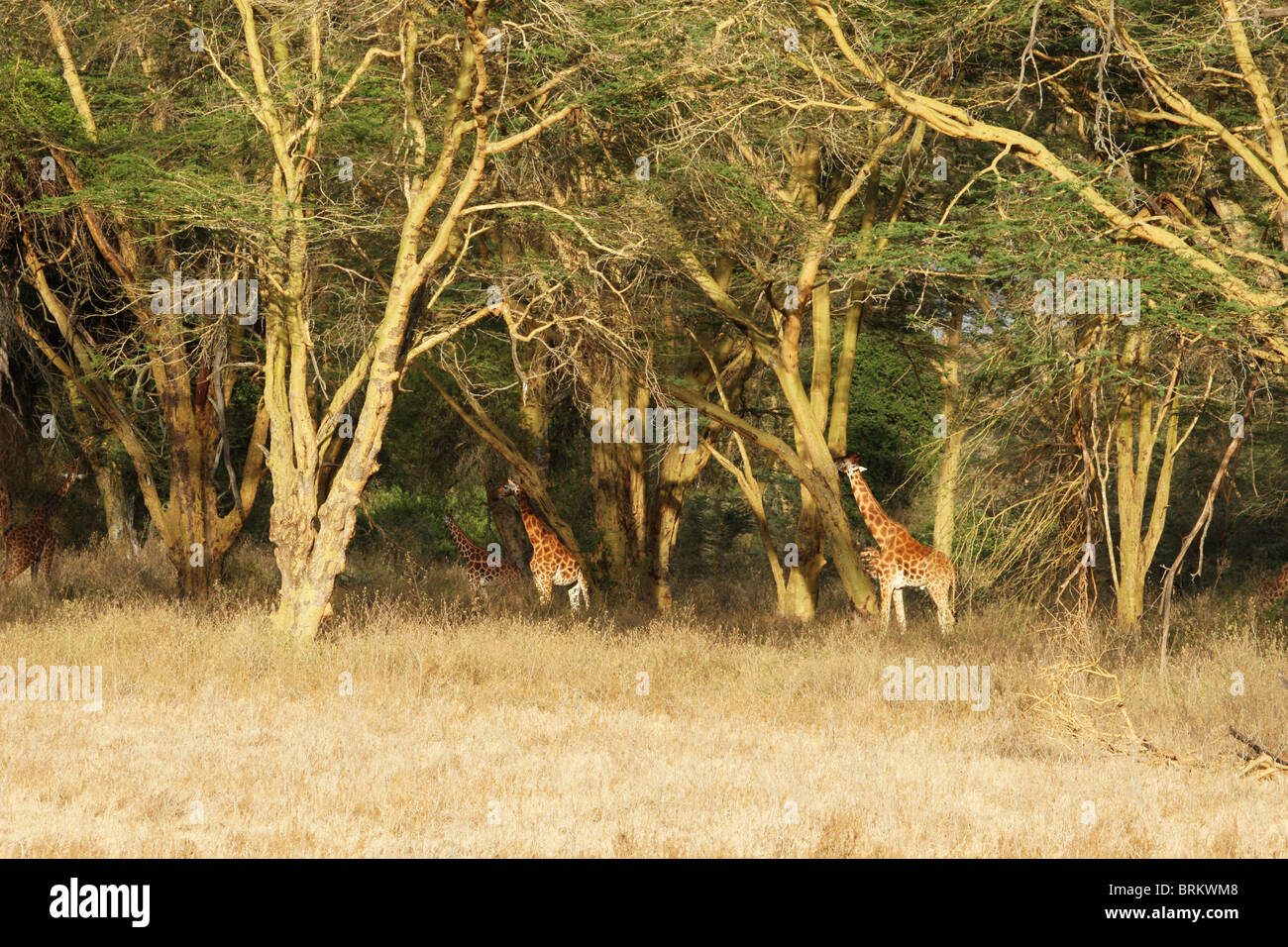 Rothschild-Giraffen im Fieber Baum Wald Stockfoto