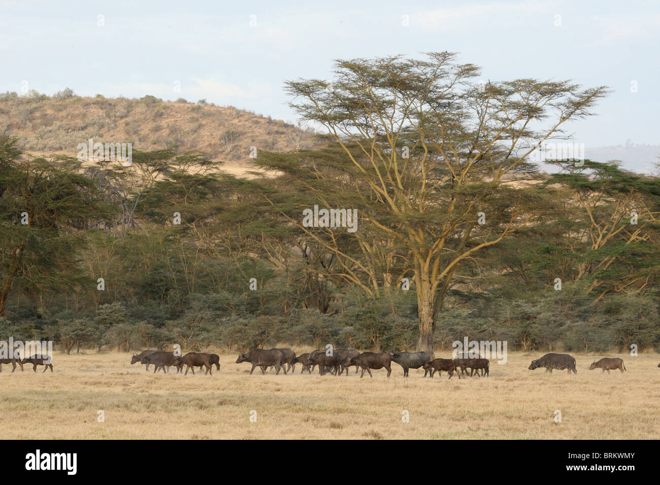 Herde Büffel im Fieber Baum Wald Stockfoto