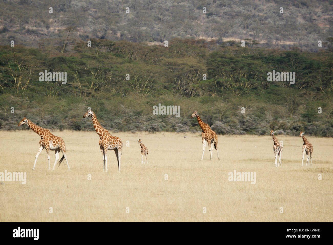 Herde von Rothschild giraffe Stockfoto