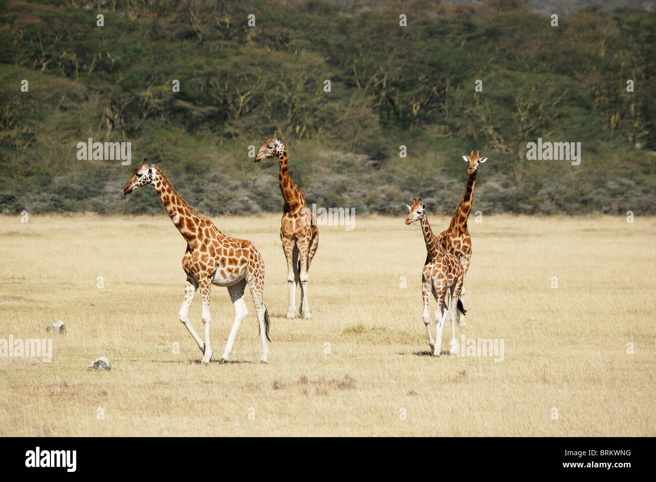 Herde von Rothschild giraffe Stockfoto