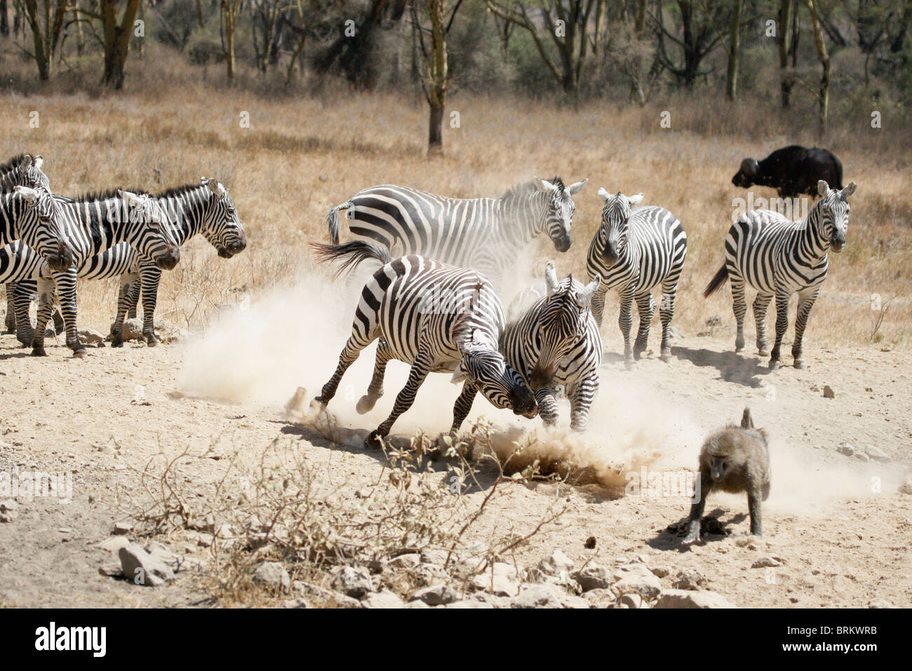 Ausstauben Stockfotos und -bilder Kaufen - Alamy