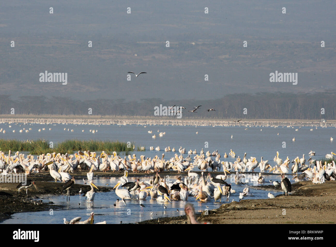 Massive Herde von große weiße Pelikane und ein paar Marabou Storch am Lake Nakuru Stockfoto