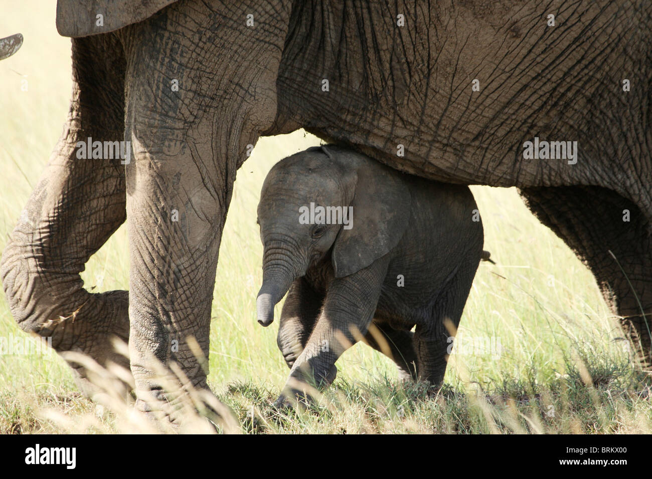Elefanten-Mutter und Kalb Stockfoto