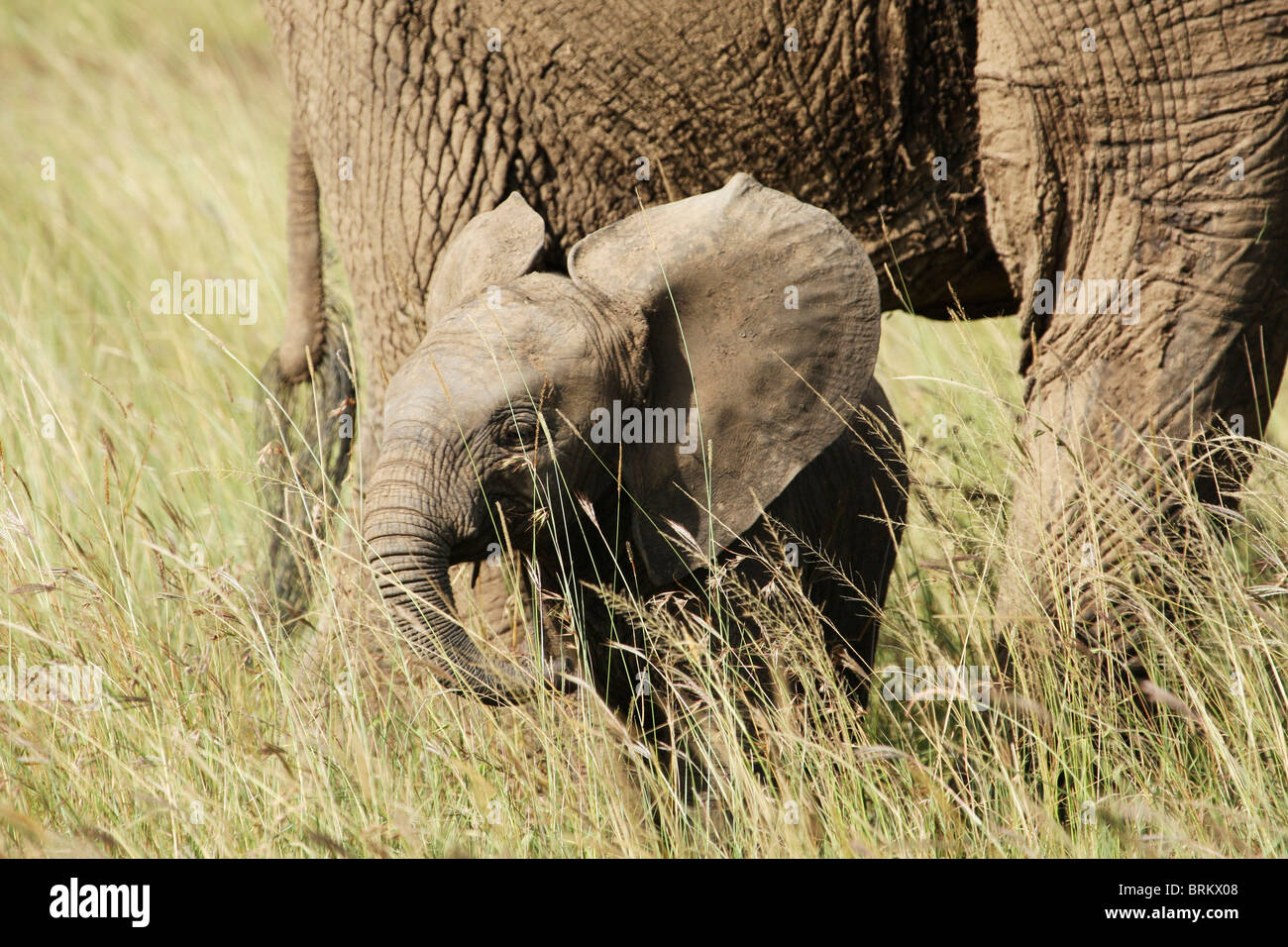 Elefanten-Mutter und Kalb Stockfoto