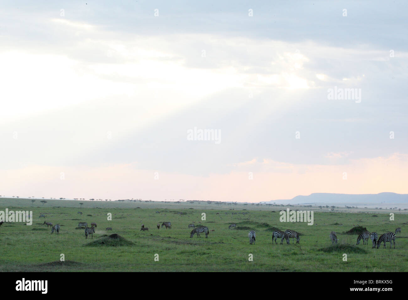 Masai Mara-Landschaft in der Abenddämmerung mit verstreuten Herde Zebras Stockfoto