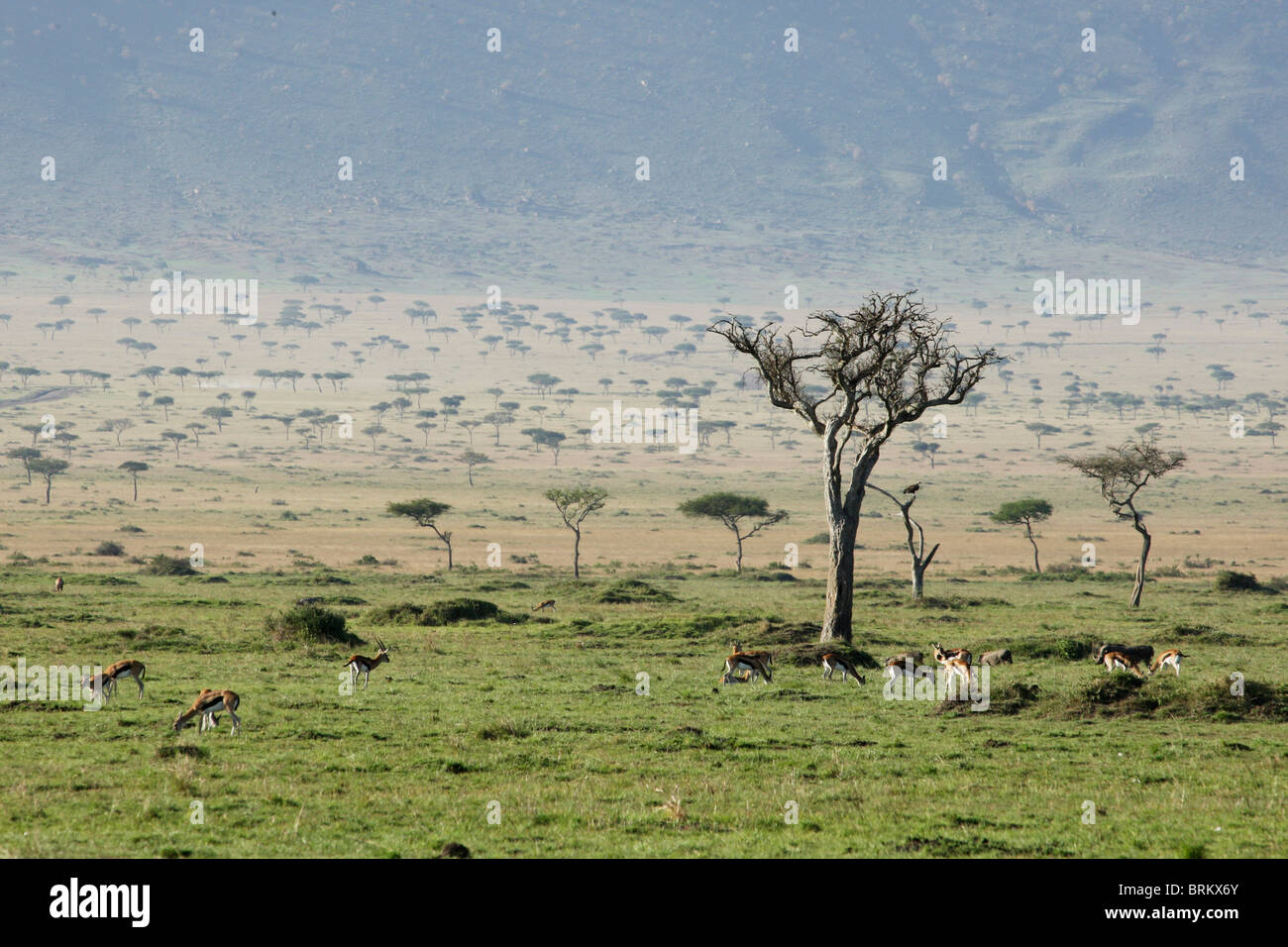 Herde von Thompson Gazelle Beweidung auf die Masai Mara-Ebenen Stockfoto