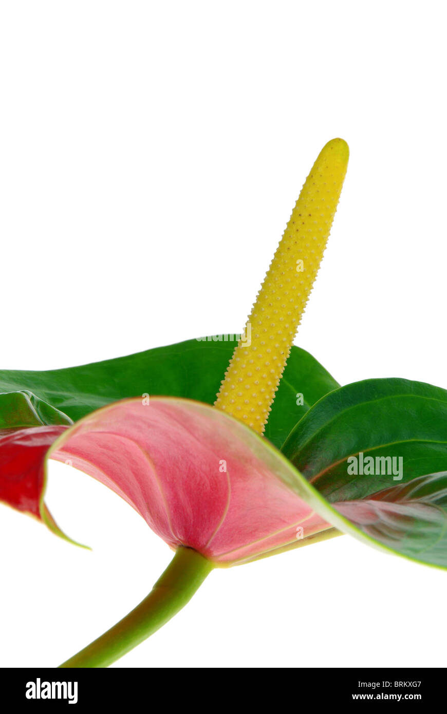 Flamingoblume - Anthurium 18 Stockfoto