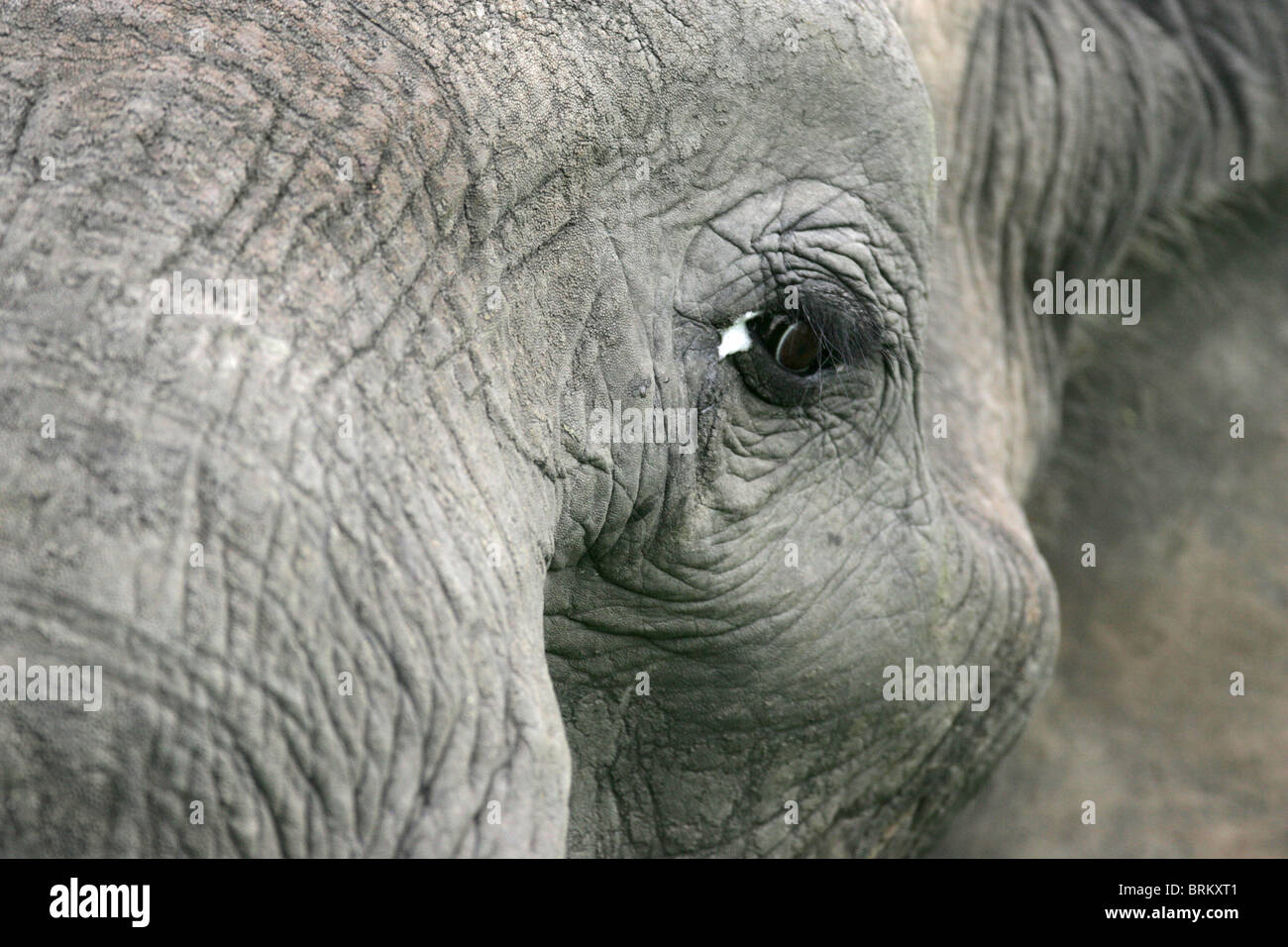 Nahaufnahme des Elefanten Auge Stockfoto