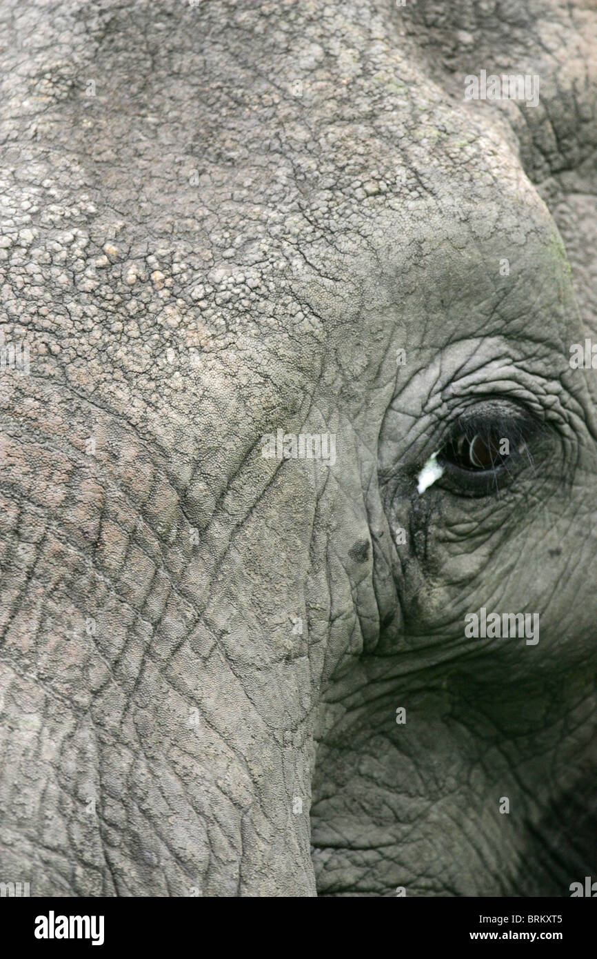 Nahaufnahme des Elefanten Auge Stockfoto