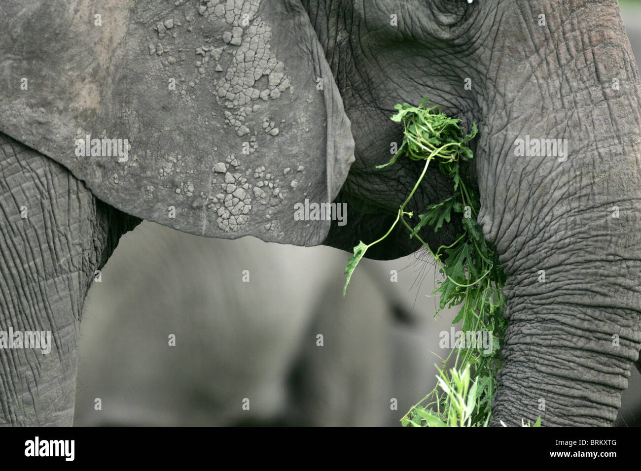 Close-up Seite Ansicht Porträt eines Elefanten füttern auf Rasen Stockfoto