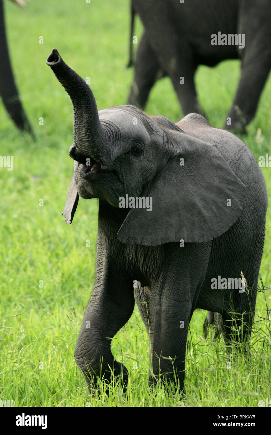 Baby-Elefant, die Überprüfung des Dufts durch die Erhöhung seiner hohen Stammes Stockfoto