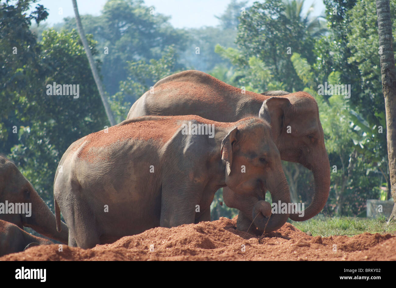 Elefanten in roter Erde Stockfoto