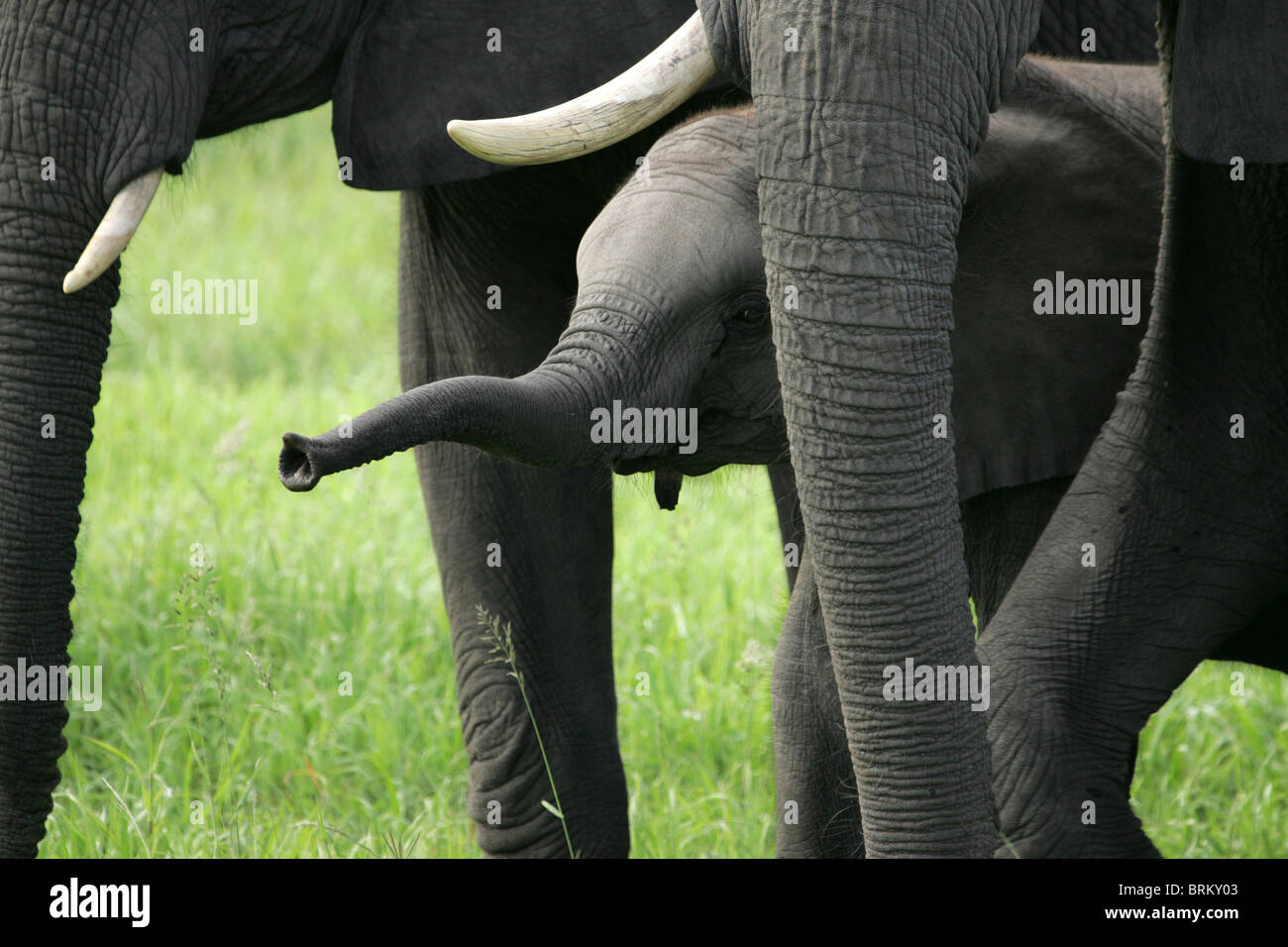 Baby-Elefant mit seinem Rüssel erhöht stehende unter älteren Elefanten Stockfoto