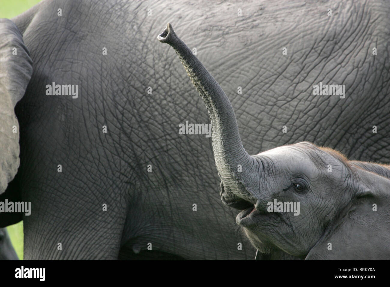Porträt von ein Baby-Elefant mit seinem Rüssel erhoben gegen die Flanke eines Erwachsenen im Hintergrund betrachtet Stockfoto