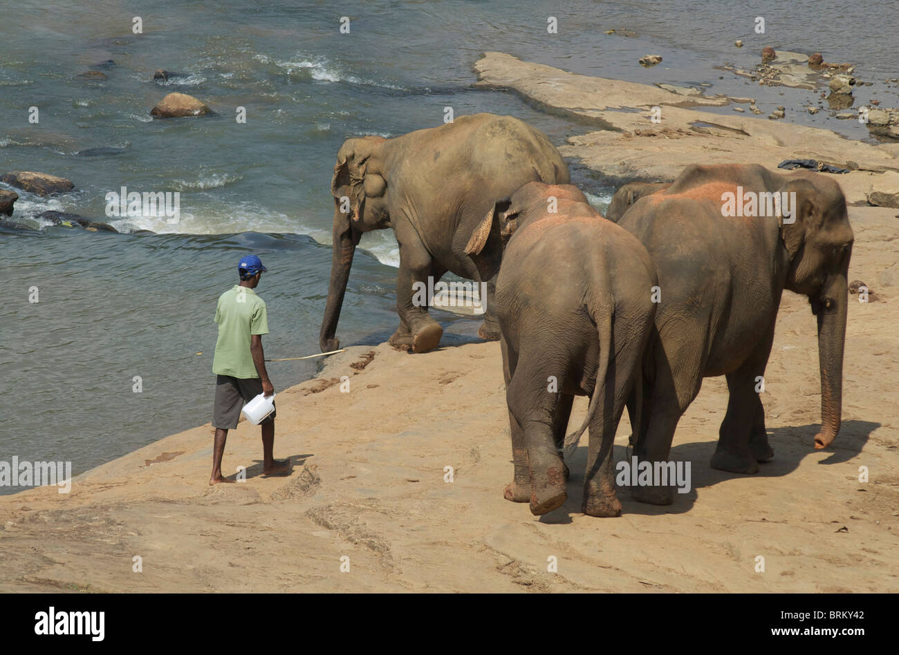 Ein Mahout führt eine kleine Herde von Elefanten in einen Fluss Stockfoto
