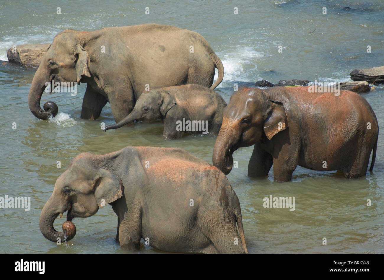 Elefanten im Fluss in Sri Lanka Stockfoto