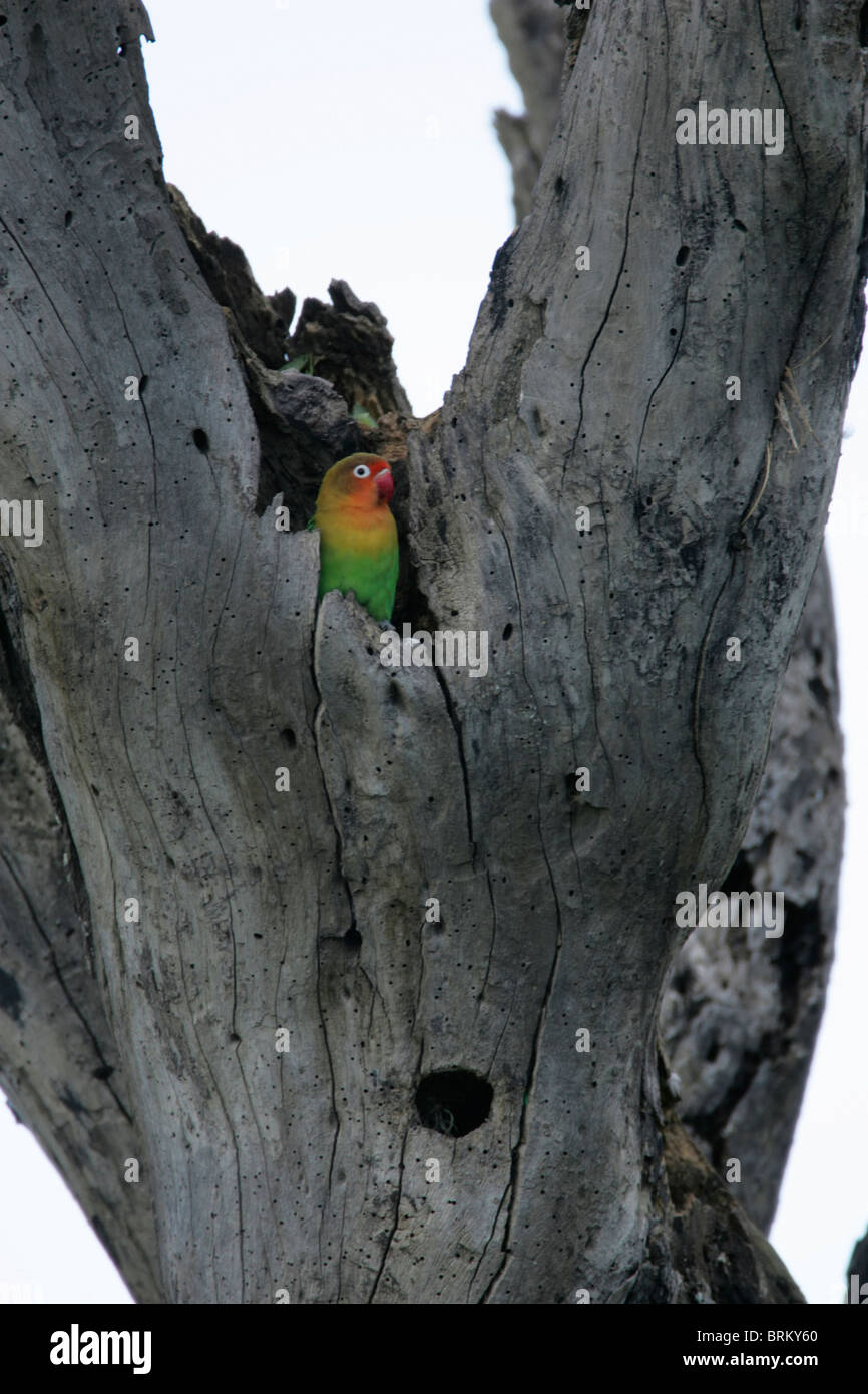 Des Fischers Lovebird thront in einem Baumstumpf Stockfoto