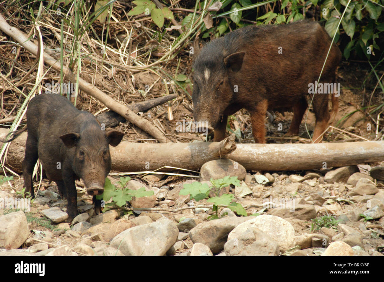 Zwei Schweine stehen in der Nähe ein Wanderweg verbindet Dörfer durch Brandrodung Bauern in Pang Ma Pha, Thailand (Sappong). Stockfoto