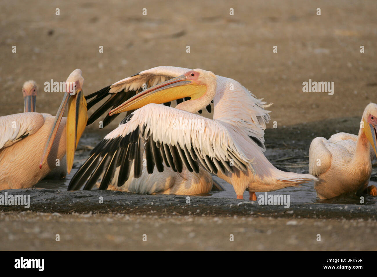 Große weiße Pelikane stehen eine Gleitkommazahl auf einen Pool von Wasser Stockfoto