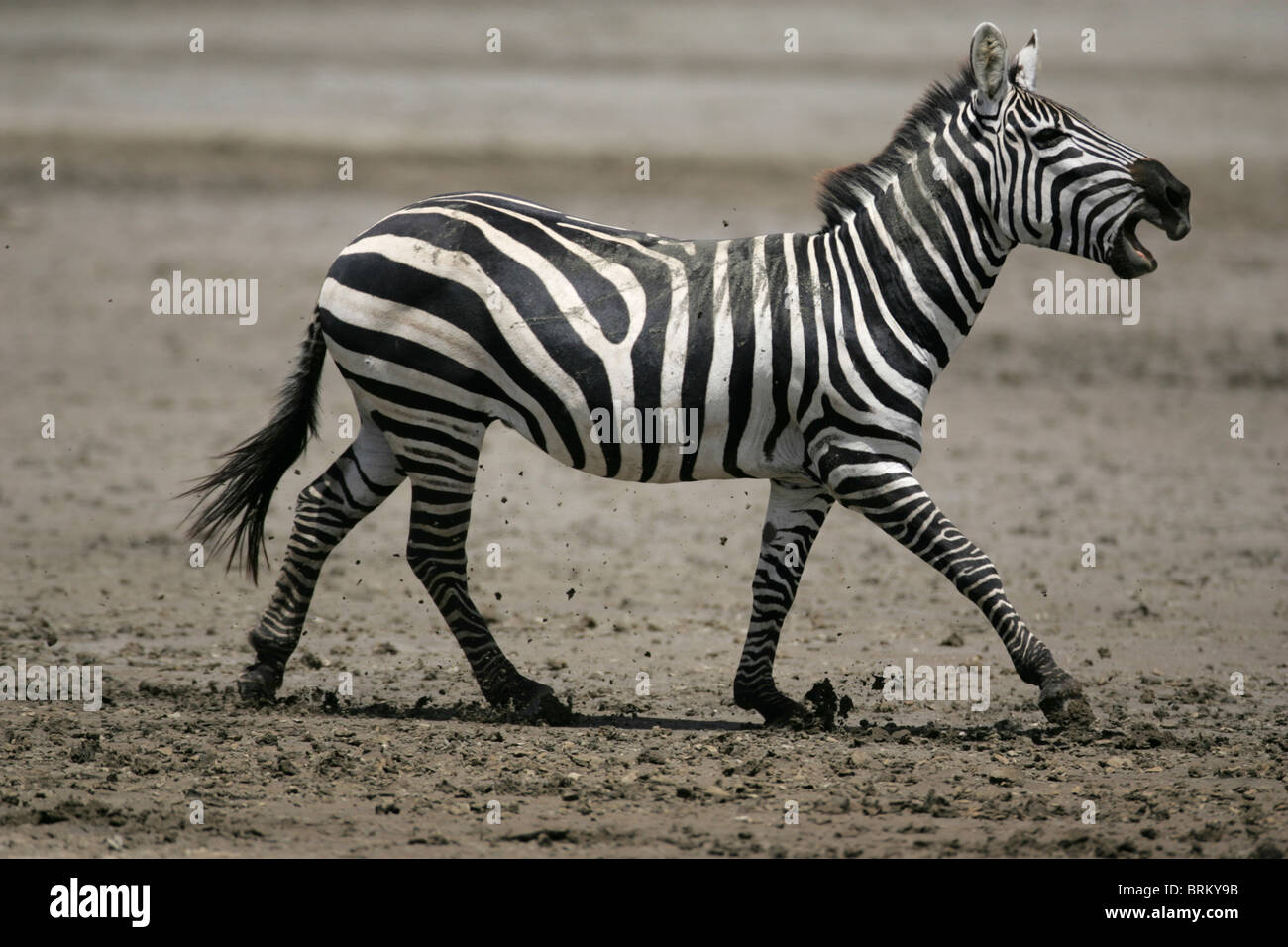 Laufenden Zebra mit seinen Mund weit öffnen Stockfoto