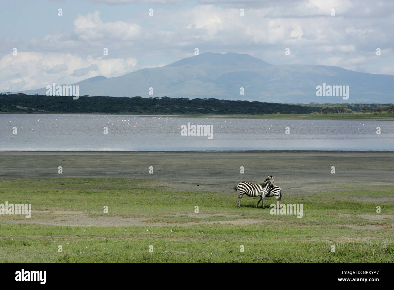 Malerische Aussicht auf zwei Zebra am Rand des Sees mit einem Berg in der Ferne Stockfoto