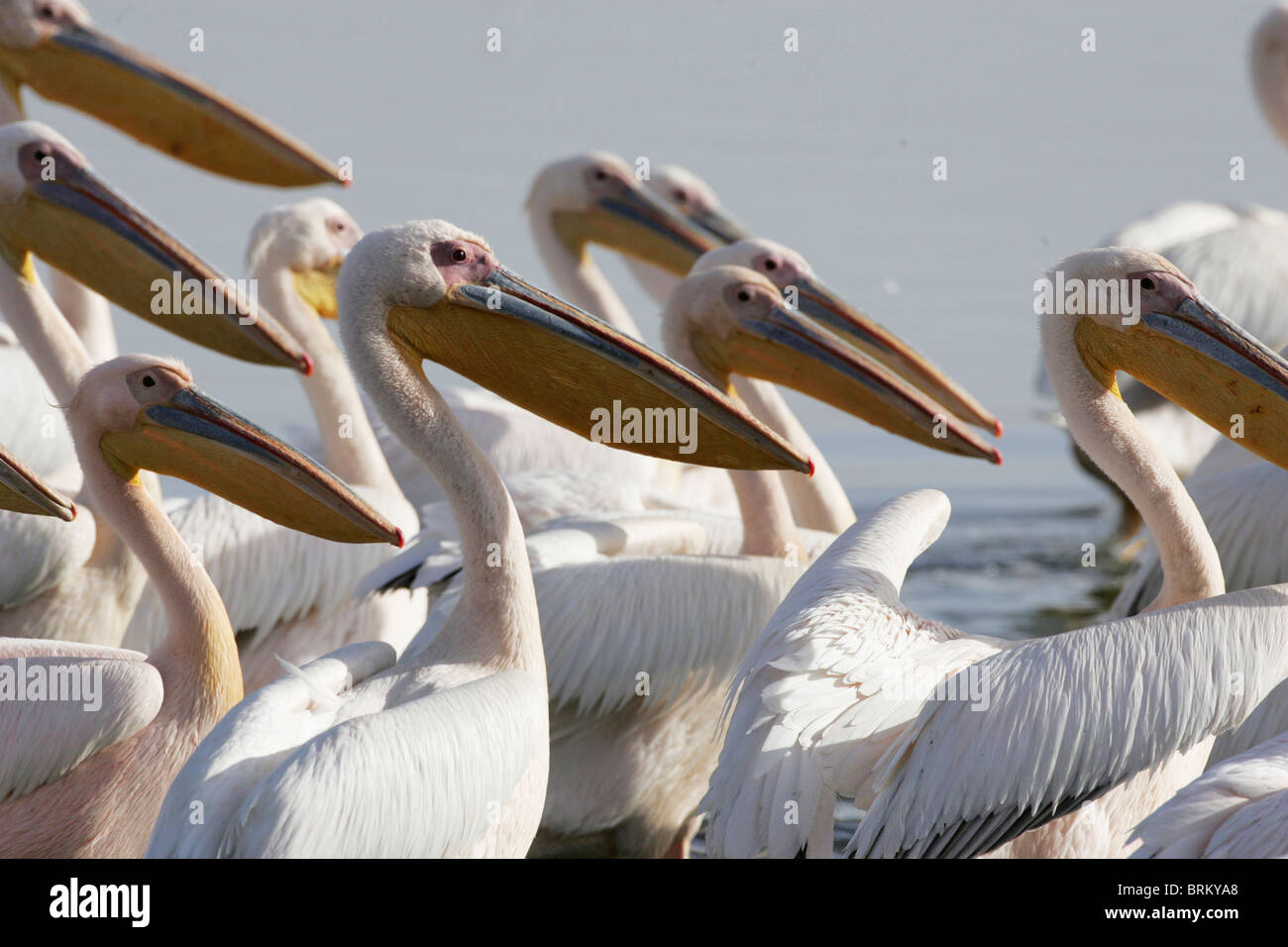 Große weiße Pelikane-Nahaufnahme Stockfoto