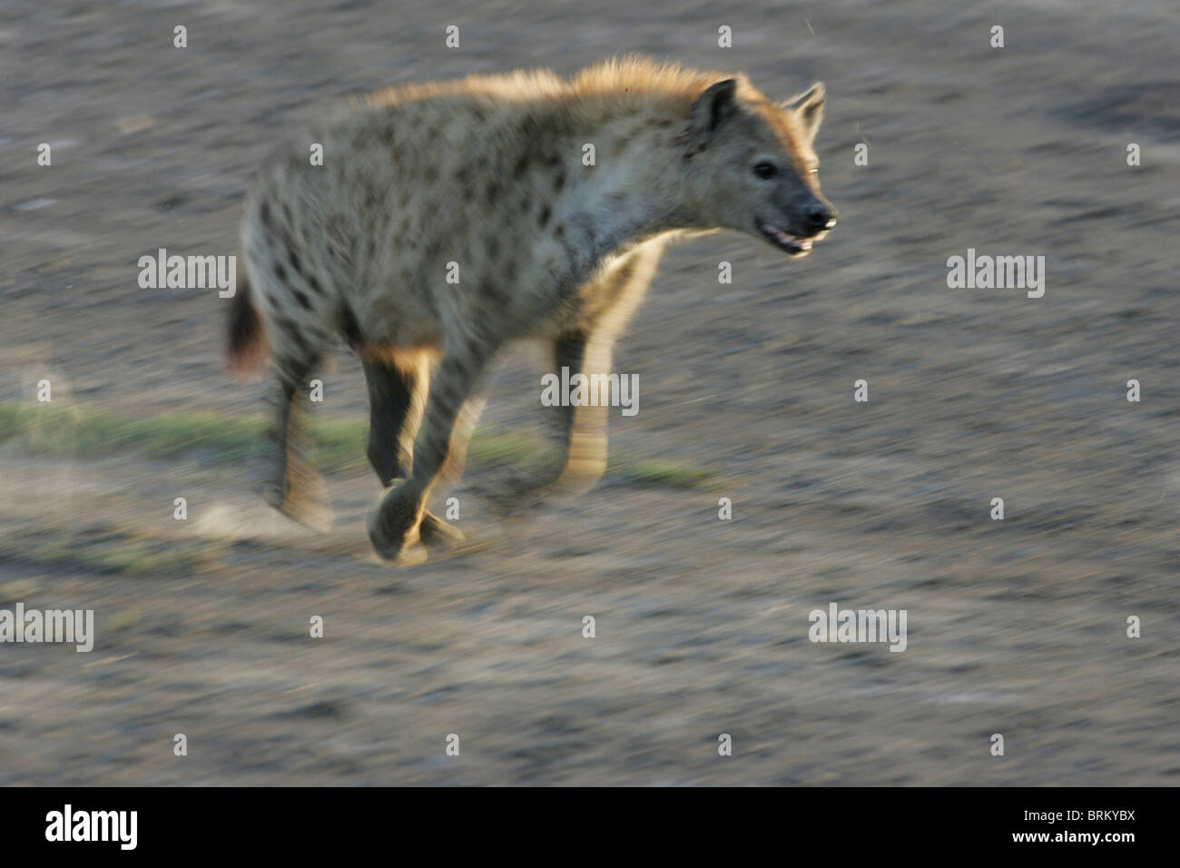 Gefleckte Hyänen auf der Flucht in den Staub und die schwindenden Licht Stockfoto