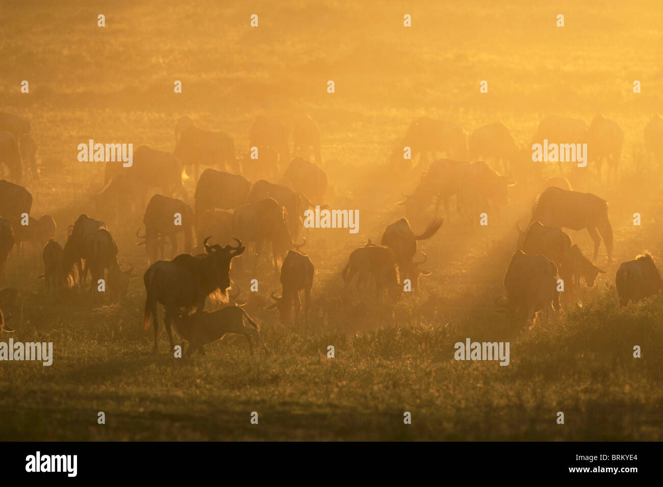 Herde von weißen bärtigen Gnus auf Migration bei Sonnenuntergang Stockfoto