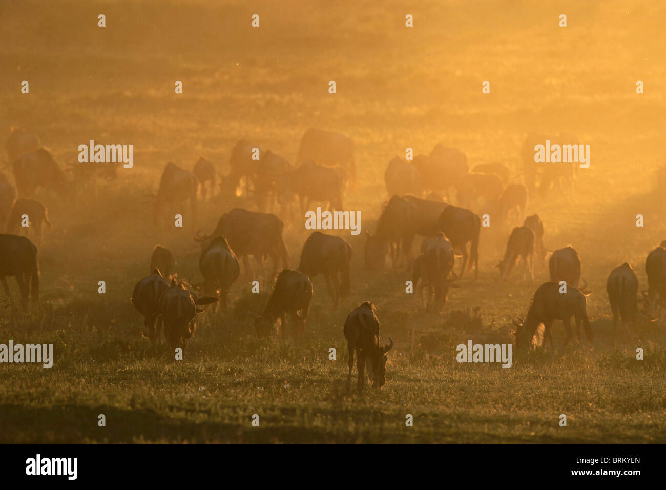 Herde von weißen bärtigen Gnus am Sonnenuntergang Weiden während auf migration Stockfoto