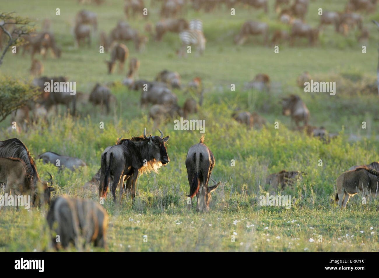 Einsamen weißen bärtigen Gnus Herde heraus auf den Ebenen grasen während ihrer Migration, Stockfoto