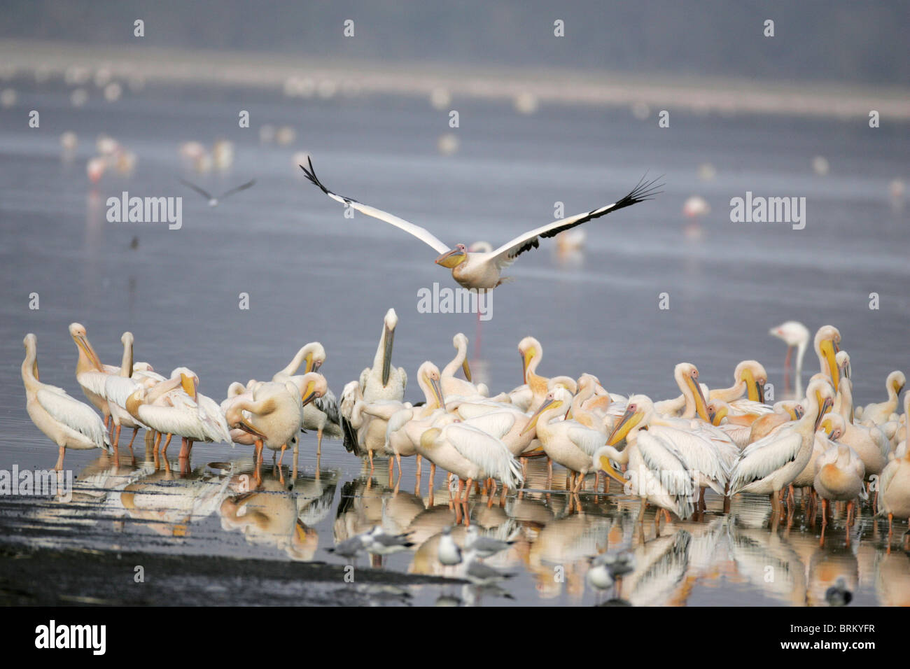 Eine Herde von große weiße Pelikane stehend im Wasser und ein Overhead im Flug Stockfoto