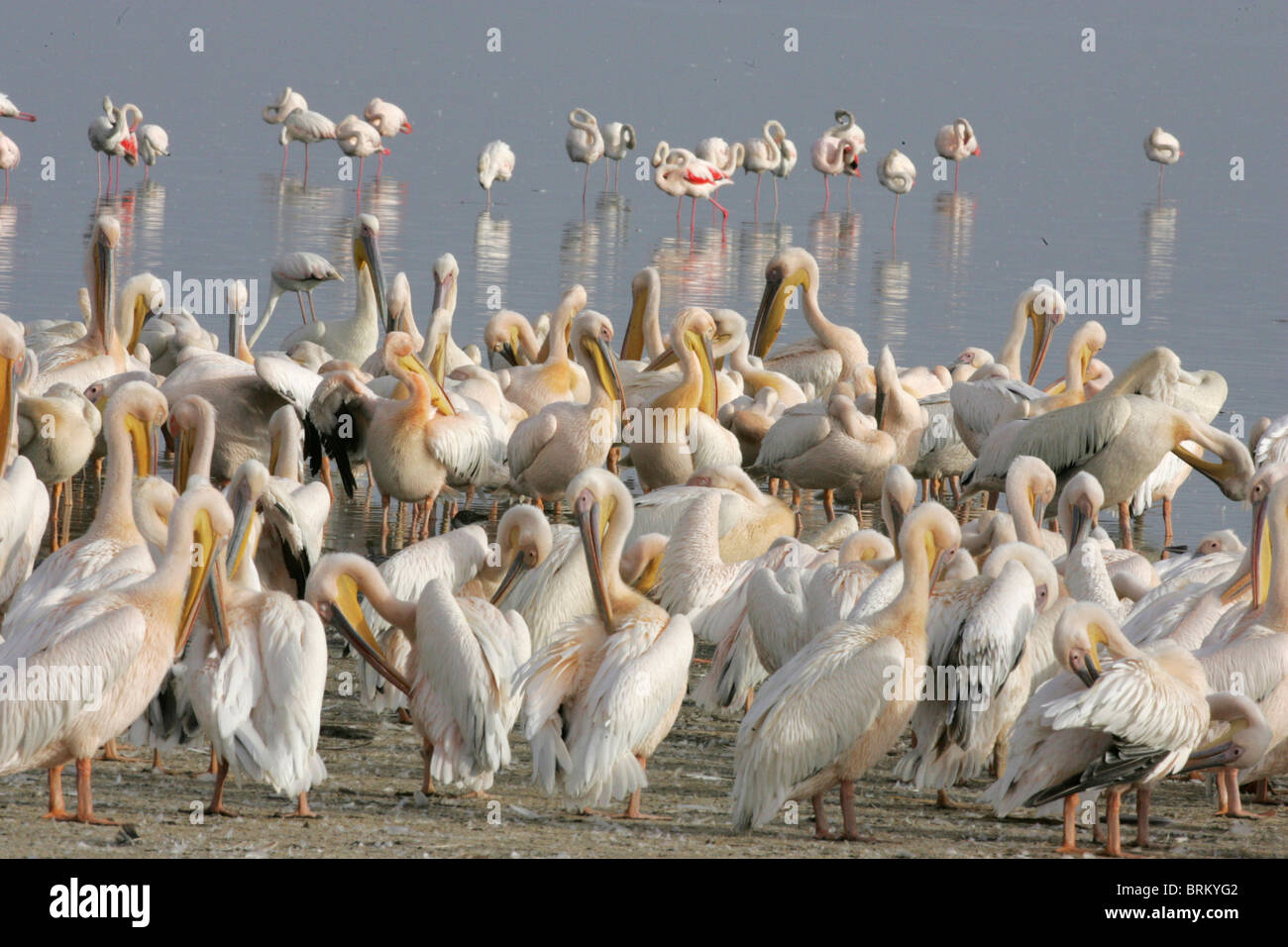 Große weiße Pelikane am Ufer eines Flusses mit Flamingos im Hintergrund Stockfoto
