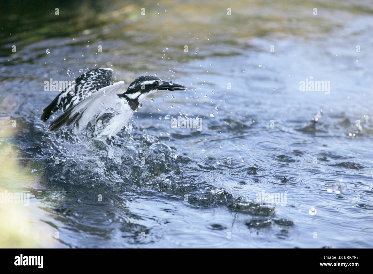 Pied Kingfisher aus dem Wasser Stockfoto