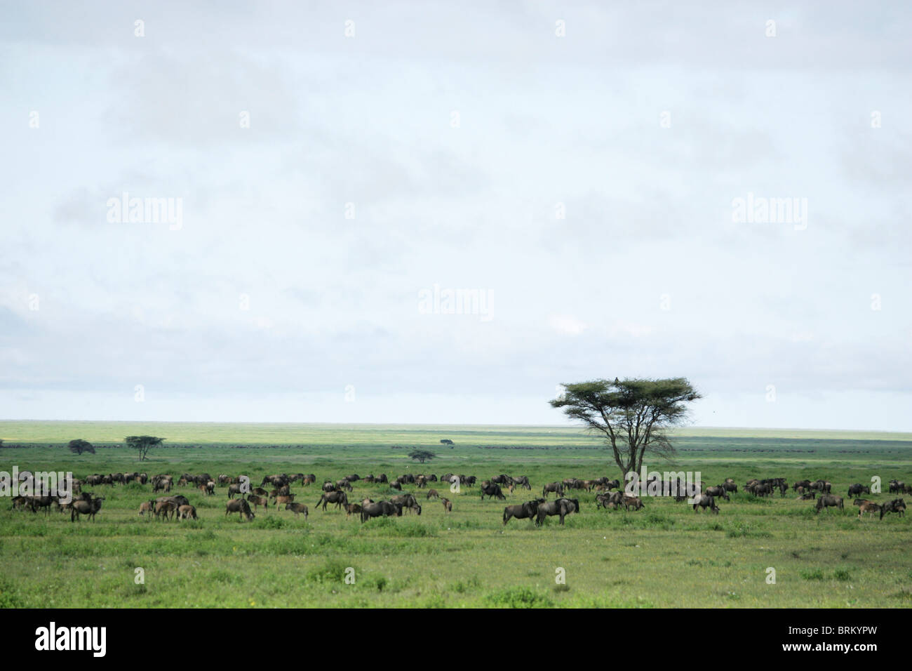 Migration der Gnus weißen bärtigen und vorbei an einem flachen gekrönt Baum Stockfoto
