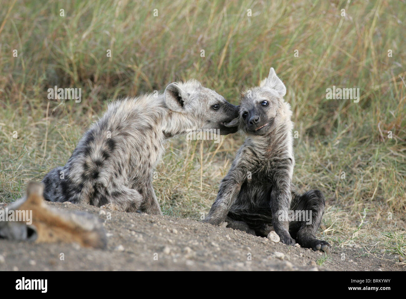 Zwei gefleckte Hyäne jungen bei Spielen in der Nähe ihrer Höhle Stockfoto