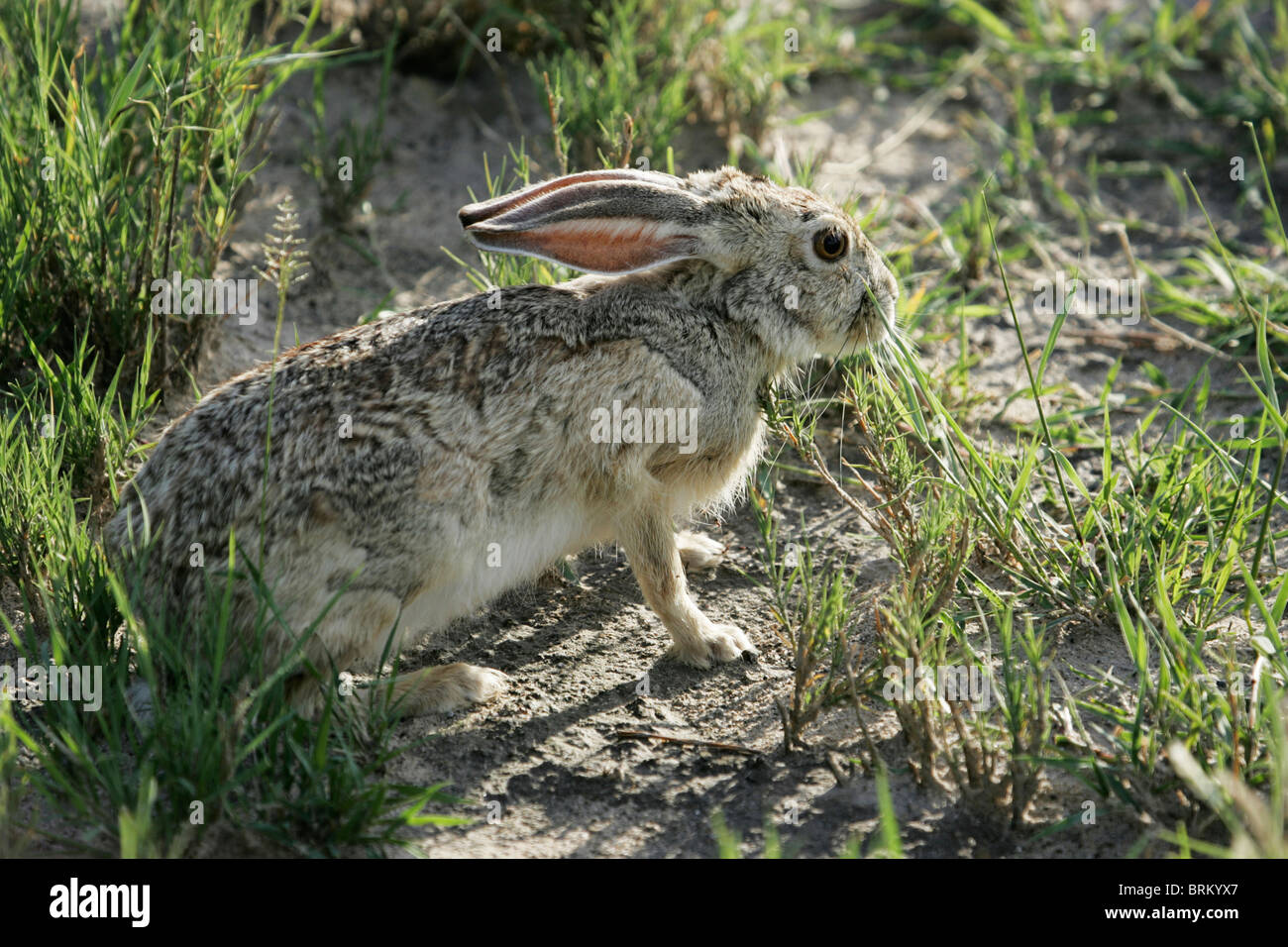 Schrubben Sie Hase sitzend unter Büschel Gras Stockfoto