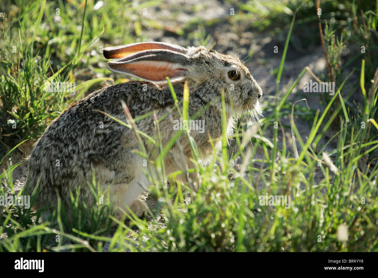 Schrubben Sie Hase sitzend auf seine Hüften unter Büschel von grünem Rasen Stockfoto