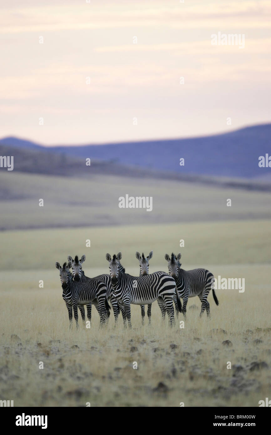 Bergzebras stehen sehr eng zusammen in einer Gruppe mit Blick auf die Kamera Stockfoto