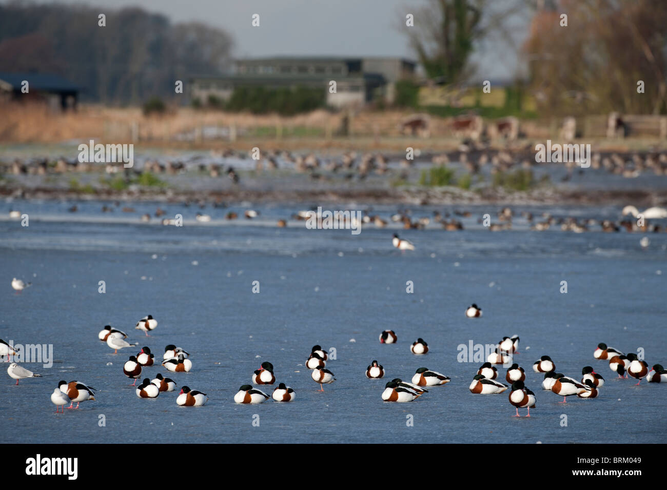 Brandgans auf gefrorenen Pool am Martin bloße Wildfowl & Feuchtgebiete Vertrauen Reserve Merseyside Dezember Stockfoto