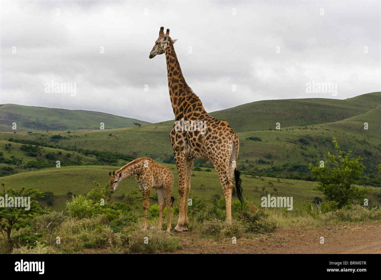 Wachsame Mutter Giraffe bewacht ihre Youngster weiß es grüne Blätter isst Stockfoto