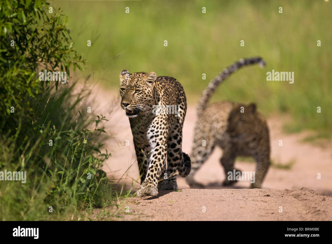 Eine weibliche Leoparden zu Fuß entlang einem Sandweg, gefolgt von einem weiteren Stockfoto