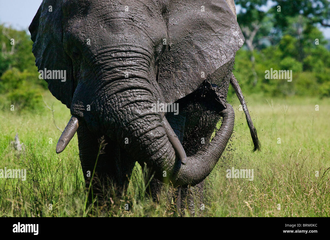 Frontalansicht des ein Elefantenbulle Besprühen mit schlammiges Wasser auf sich selbst Stockfoto