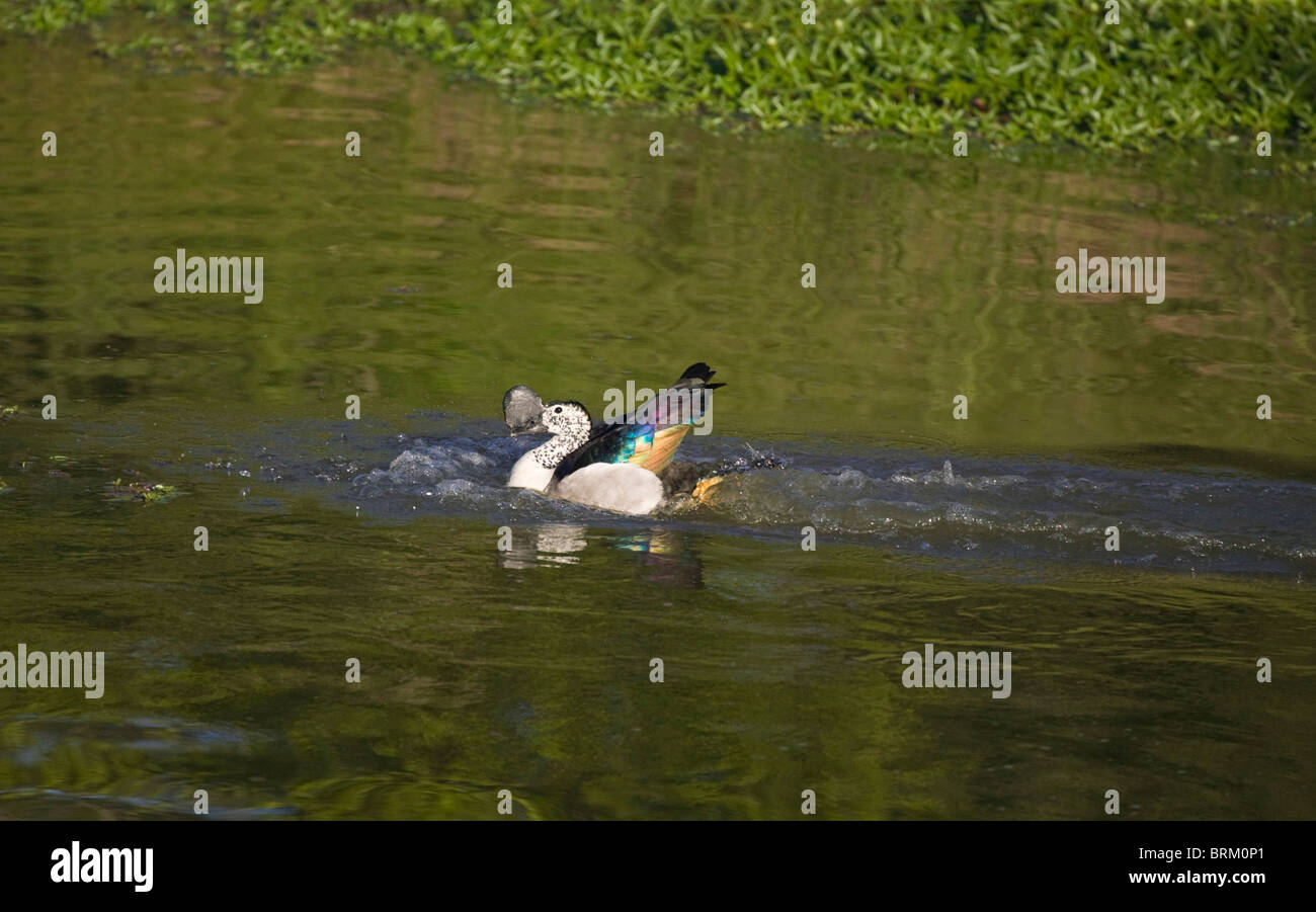 Knopf-Billed Ente Landung auf Wasser mit schillernden Flügelfedern Stockfoto