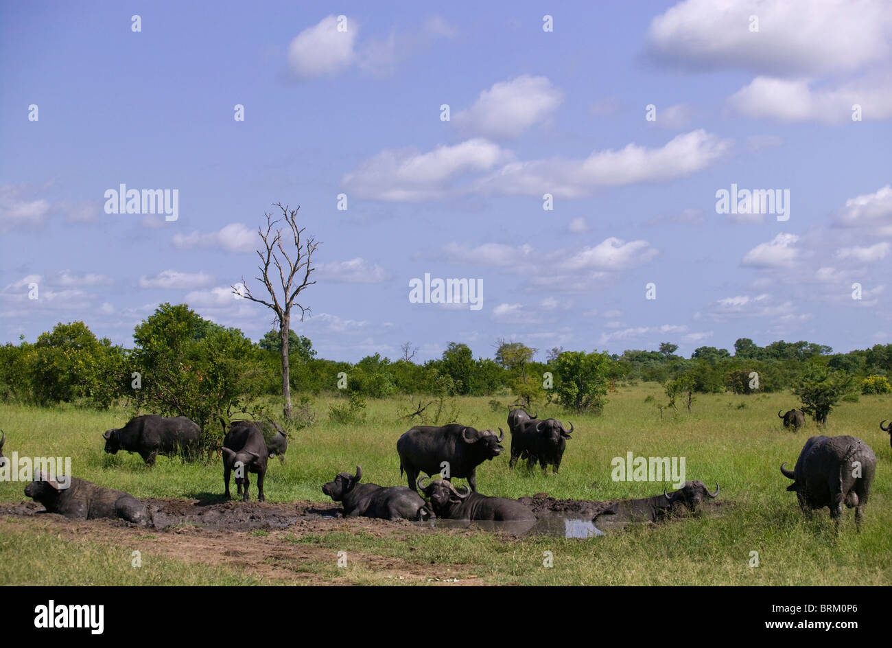 Malerische Aussicht auf eine Herde afrikanischer Büffel schwelgen in einer saisonalen Pfanne in einer offenen Savanne Stockfoto
