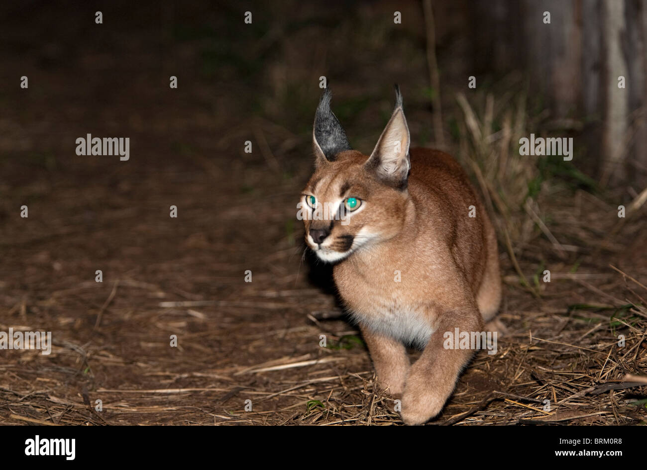 Ein Karakal läuft in der Nacht Stockfoto